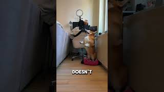 Nobody Expected the Dog to Do This With His Toys 🤣🐶 #animals #shorts #usa
