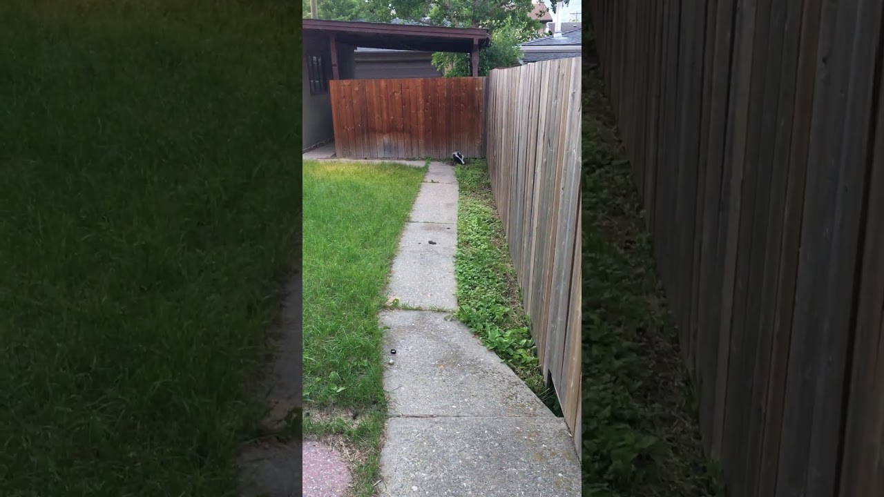 Skunk in the Backyard - YouTube