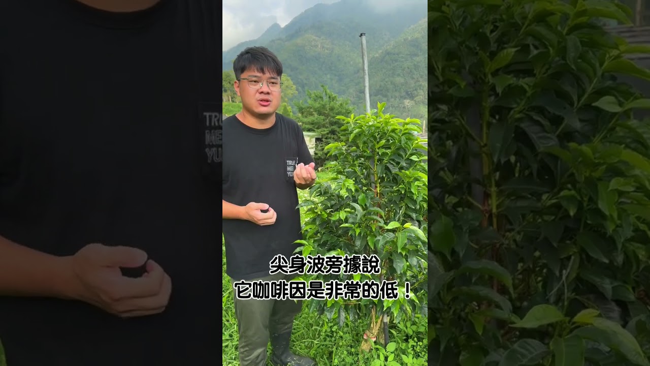 咖啡樹小知識 EP9 尖身波旁 縮圖