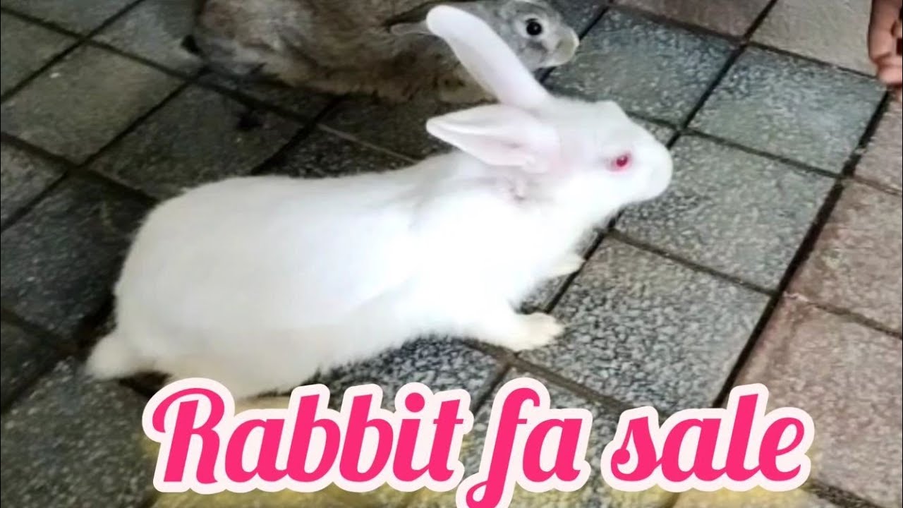 Rabbit fa saleSold outbachupallyHyderabaddog market in Hyderabad YouTube