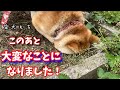 畑で遊ぶ【柴犬】の身に予想外のことが発生しました！shiba inu