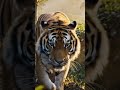 🦁 জঙ্গলের রাজা! ভয়ঙ্কর রয়েল বেঙ্গল টাইগার 🐅 | Jungle King | Short Video