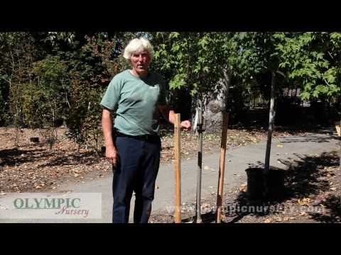 How to Stake a Tree