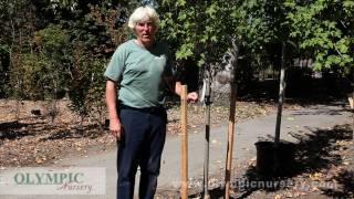 How to Stake a Tree