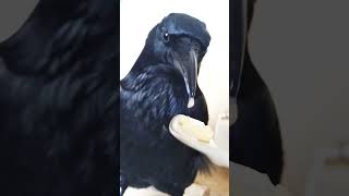 元気になったカラスにトリちゅ～るを与えたのだがハプニング発生