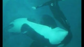 Kasatka the Orca Attacks Trainer Kenneth Peters (2006)(This video shows an orca attacking trainer Kenneth Peters in November 2006. He was bitten and held underwater several times by a 28 year old female Orca ..., 2012-07-27T21:57:38.000Z)