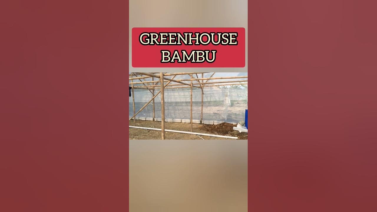 PEMBANGUNAN GREENHOUSE BAMBU | IDE USAHA #Shorts PEMBANGUNAN GREENHOUSE BAMBU | IDE USAHA #Shorts