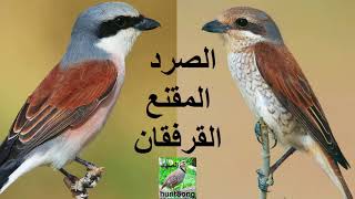 صوت الصرد المقنع الاسم السوري القرفقان
