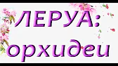 Орхидеи,узамба́рские фиалки,Самара🌺