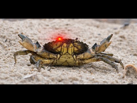 Crab rave earrape