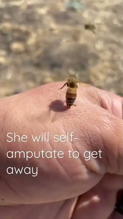 Ouch! Honey bee gets stuck to my hand #shorts