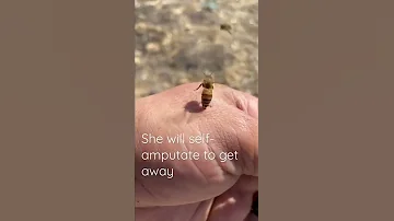 Ouch! Honey bee gets stuck to my hand #shorts