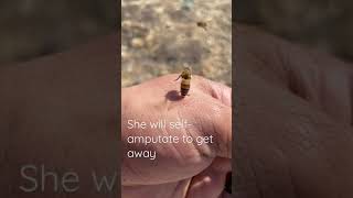 Ouch! Honey bee gets stuck to my hand #shorts screenshot 1