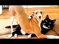 Funny cat and dogs   cute animals 