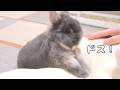 飼い主のお腹を押せばオヤツが出てくると思い込んでるウサギが可愛い【No.1977】