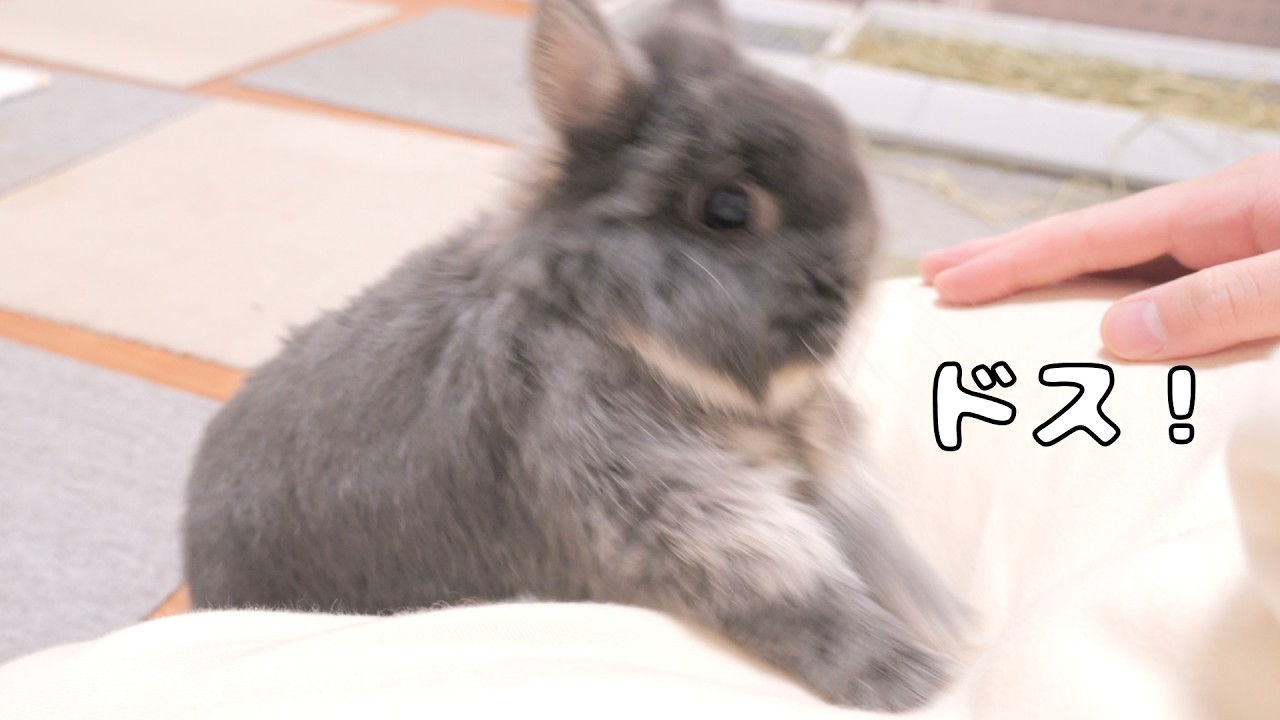 飼い主のお腹を押せばオヤツが出てくると思い込んでるウサギが可愛い【No.1977】
