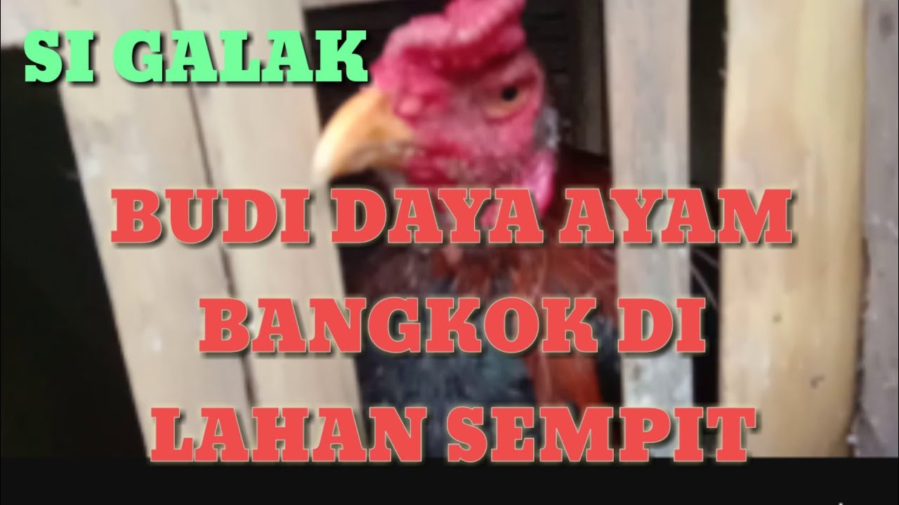 BUDIDAYA AYAM BANGKOK DI LAHAN SEMPIT 