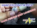 HAND FEEDING SERIES : HAND FEEDING BABY LOVEBIRDS