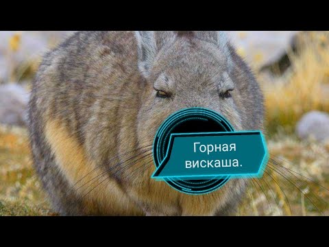 20 выпуск. Горная вискаша. Сон, сон, сон! Влог о животных.