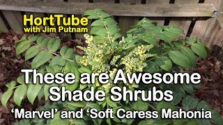 These are Awesome Shade Shrubs - Marvel and Soft Caress Mahonia screenshot 4