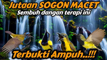 TERAPI SOGON MACET PALING AMPUH‼️Buktikan saja