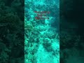 Роза кораль )). Красное море #redsea #кораллы#репост#кораль#египет
