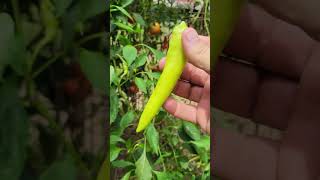 Garden update Crimson Okra