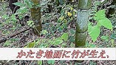 29朗読 相田みつを トマトとメロン Youtube 29朗読 相田みつを トマトとメロン Youtube