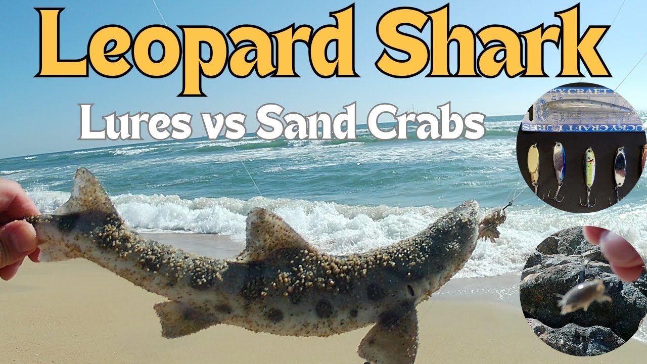 Lures vs. Sand Crabs: The Ultimate Surf Fishing Showdown!