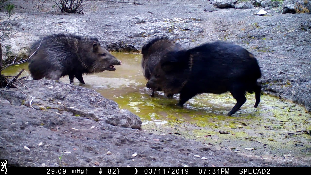 Texas Javelina Playing/Fighting/Screwing Around YouTube