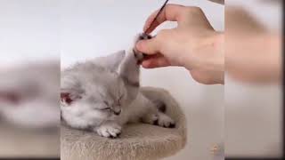 Małe Koty - Kompilacja Filmów Z Zabawnymi I Uroczymi Kotami 2021