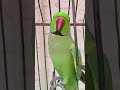 Romeo so amazing talking parrot  aringnecktalkingparrotspeakingparrottalkingparrot