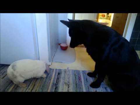 Video: Påsk är Inte En Bra Tid Att Få En Husdjurskanin