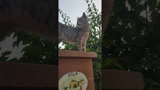 Beautiful Roxy cat jump from one column to another