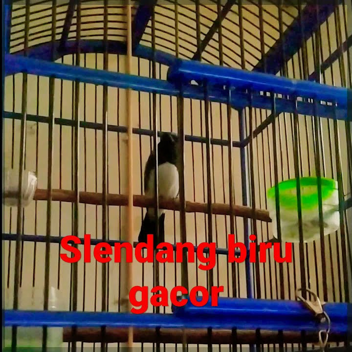 Slendnag Biru || Gacor