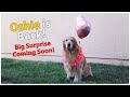 We&#39;re Back &amp; We have a big surprise coming soon! | Oshies World