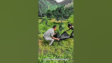 Covering Trees with Pre-Holed Plastic: Soil Aeration for Healthier Growth #AgriculturalInnovation