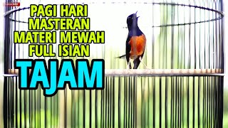 PAGI HARI Pancingan MURAI BATU 100% SUKSES merangsang EMOSI agar NYAUT dan BONGKAR ISIAN