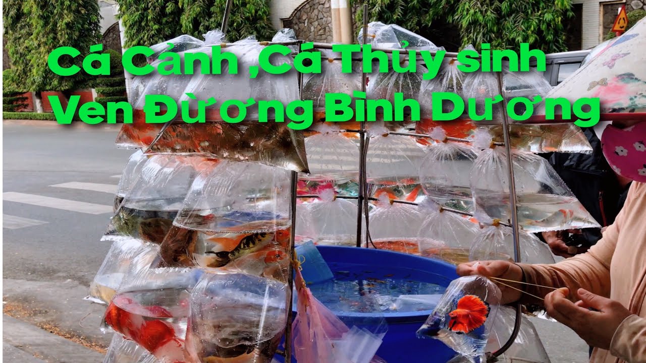bán cá cảnh giá rẻ  New 2022  Cá Cảnh, Cá Thuỷ Sinh Ven Đường Bình Dương Giá Rẻ | Cheap price of aquarium fish along the Road