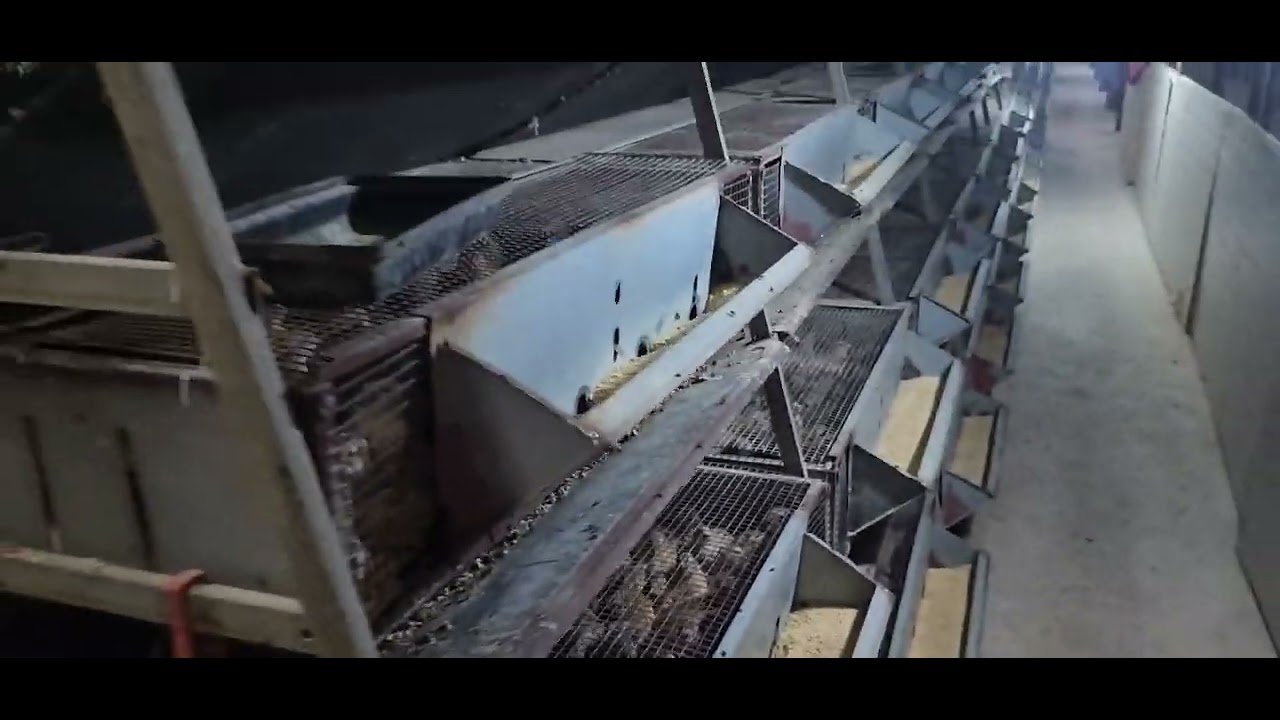 مزارع سمان بطاريات فى العين _ الامارات العربية