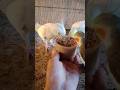 cockatiel singing parrot 🐦😍 #shorts #cockatiel #yellowcockatiel48