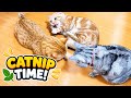 Catnip Time with the Nekomofu Family!