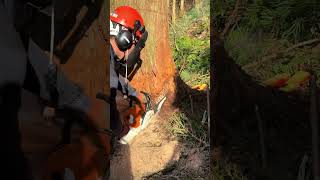 The Perfect Hinge Cut! 🪵🪚 Logging a giant tree with pure skill #shorts #shortvideo  #woodworking