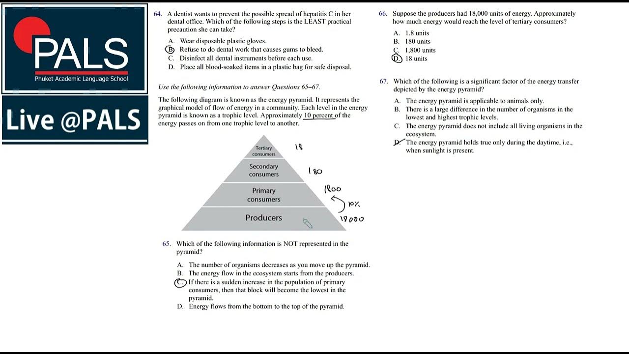 Pals Triangles (Wide) Level 4