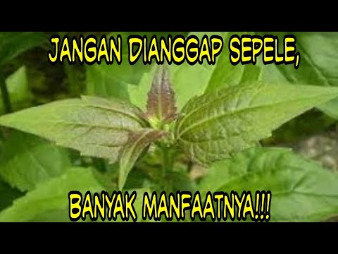 Video: 19 Manfaat Kesehatan Luar Biasa Dari Daun Sorrel