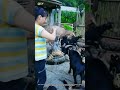 Bamboo Goat Muzzle: Traditional Farming Hack