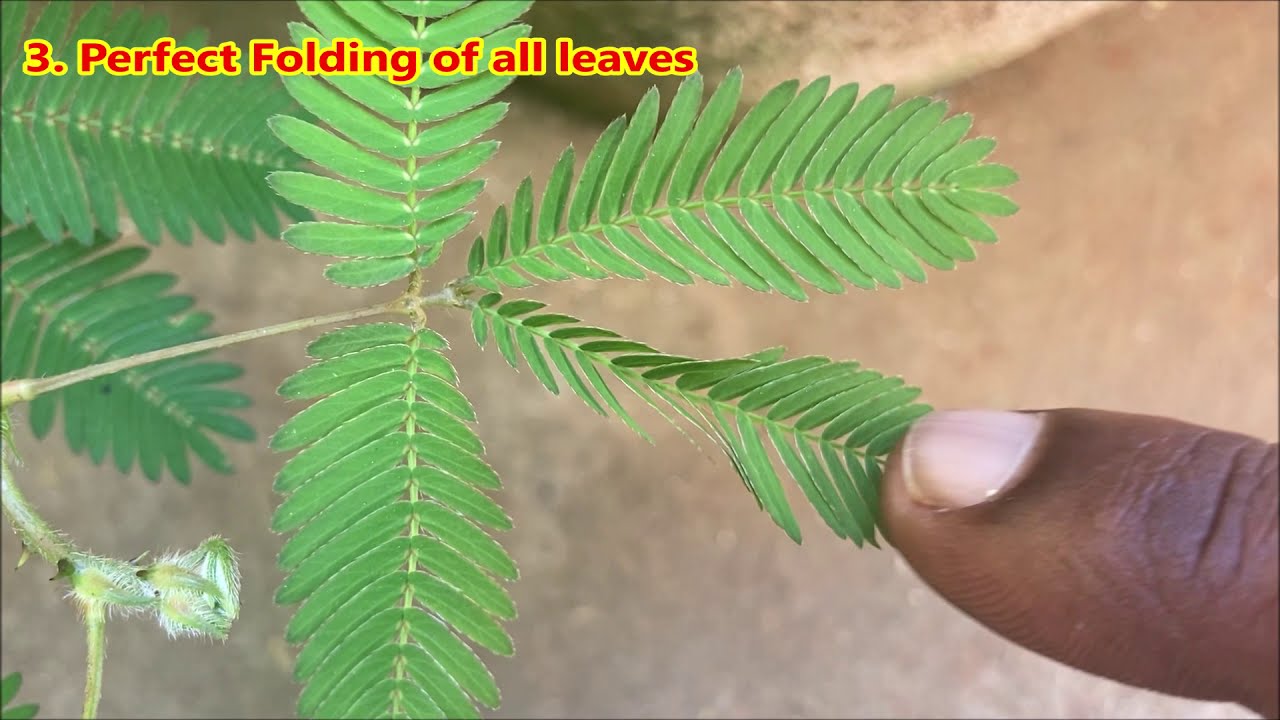 Touch me not Plant Different Folding Types and Useful