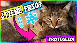 Cómo Saber Si Tu Gato Tiene Frío y Cómo Protegerlo - SiamCatchannel