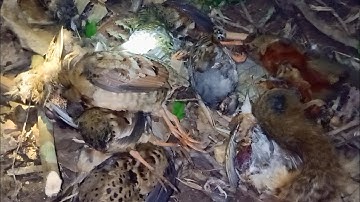 mus yos hav zoov tua yij lom zem kawg.