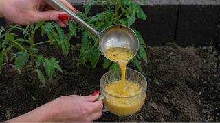 Secret drink for plants. this trick replaces expensive fertilizers
